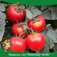 Suntoday herança variados vegetais mudas híbrido vegetal preço vermelho empresa syganta quali T47 sementes de tomate (22024)
